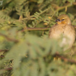 Tisserin vitellin, Pistes près du Djoudj