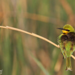 Guêpier nain, Pistes près du Djoudj