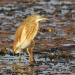 Crabier chevelu, Pistes près du Djoudj