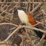 Coucal du Sénégal, Pistes près du Djoudj