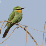 Guêpier de Perse, Pistes près du Djoudj