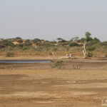 Pistes près du Djoudj