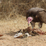 Vautours charognard près de Touba