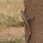 Agame, route pour Kaolak