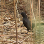 Agrobate podobée, route pour Kaolak