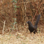Agrobate podobée, route pour Kaolak