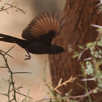 Agrobate podobée, route pour Kaolak