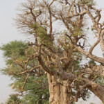 Baobabs sur la route pour Kaolack