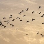 Hérons garde-boeufs, Kaolak