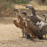 Vautours fauve, oricou et africain près de Touba