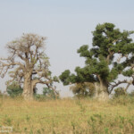 Baobabs sur la route pour Kaolack