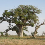 Baobabs sur la route pour Kaolack