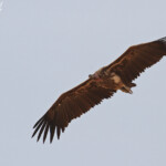 Vautour oricou près de Touba
