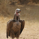 Vautour oricou près de Touba