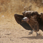 Vautour oricou près de Touba