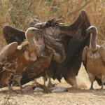 Vautours fauve, oricou et africain près de Touba