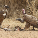 Vautours charognard et africains près de Touba