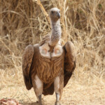 Vautour africain près de Touba