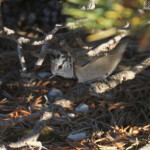 Mésange huppée, Ventoux