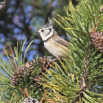 Mésange huppée, Ventoux