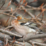 Pinson des arbres, Mont Ventoux