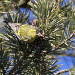 Tarin des aulnes, Mont Ventoux