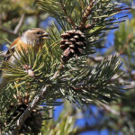 Pinson du Nord, Mont Ventoux