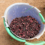 Fleurs d'hibiscus, oseille de Guinée pour le bissap