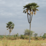 Paysages près du Sine Saloum