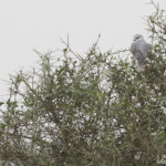 Elanion blanc, Sine Saloum