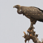 Vautour de Ruppell, Route pour Sine Saloum