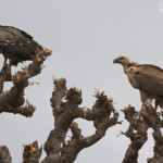 Vautour de Ruppell, Vautour fauve et Vautour charognard, Route pour Sine Saloum