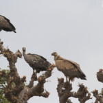 Vautour de Ruppell, Vautour fauve et Vautour charognard, Route pour Sine Saloum