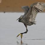 Aigrette des récifs, Sine Saloum