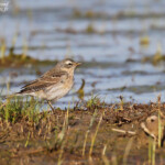 Pipit spioncelle, Aiguamolls
