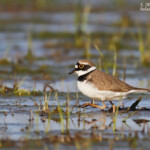 Petit gravelot, Aiguamolls