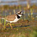 Petit gravelot, Aiguamolls