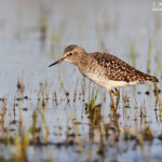 Chevalier sylvain, Aiguamolls