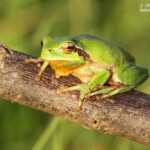 Rainette méridionale, Aiguamolls