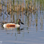 Canard souchet, Aiguamolls