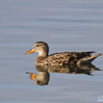 Canard chipeau femelle, Aiguamolls