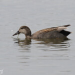Canard chipeau, Aiguamolls