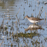 Chevalier culblanc, Aiguamolls, prairies de Villaut