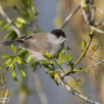 Fauvette à tête noire, Aiguamolls
