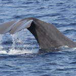 Le Cachalot lors de la sonde