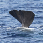 Le Cachalot lors de la sonde