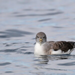 Puffin de Scopoli au large de la Grande-Motte, 19 mars 2016