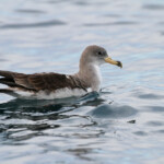 Puffin cendré au large de la Grande-Motte, 19 mars 2016