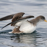 Puffin cendré au large de la Grande-Motte, 19 mars 2016
