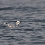Mouette pygmée au large de la Grande-Motte, 19 mars 2016